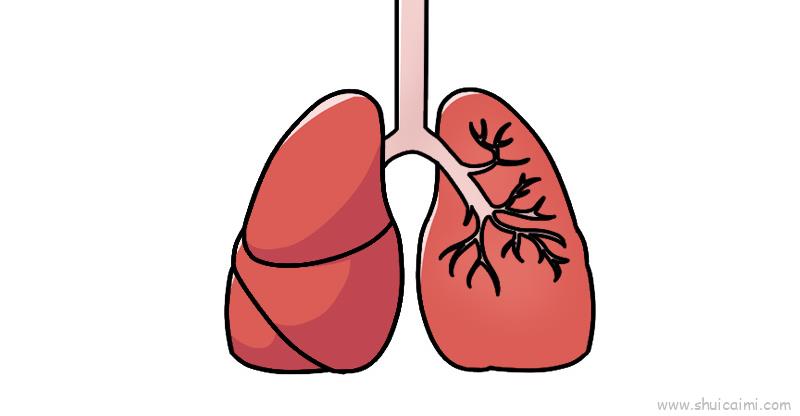 肺结核的肺怎么画图片