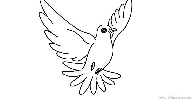 和平鸽儿童画怎么画 和平鸽简笔画简单又好看