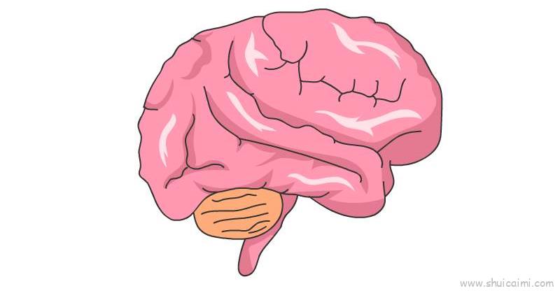 大脑简笔画可爱卡通图片