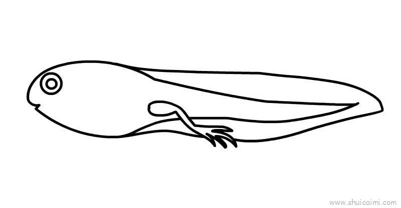 长前腿的蝌蚪简笔画图片