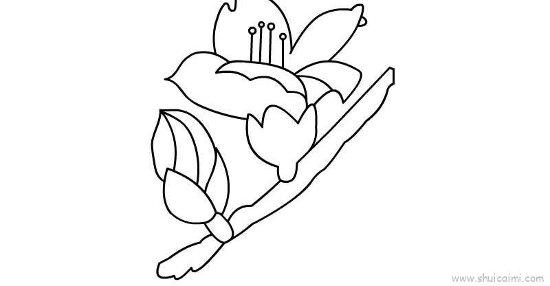 木棉花的花瓣怎么画图片