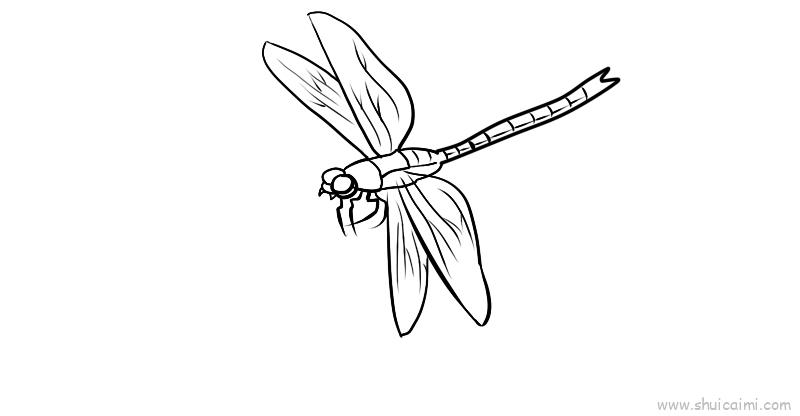 蜻蜓的画法 一步一步图片