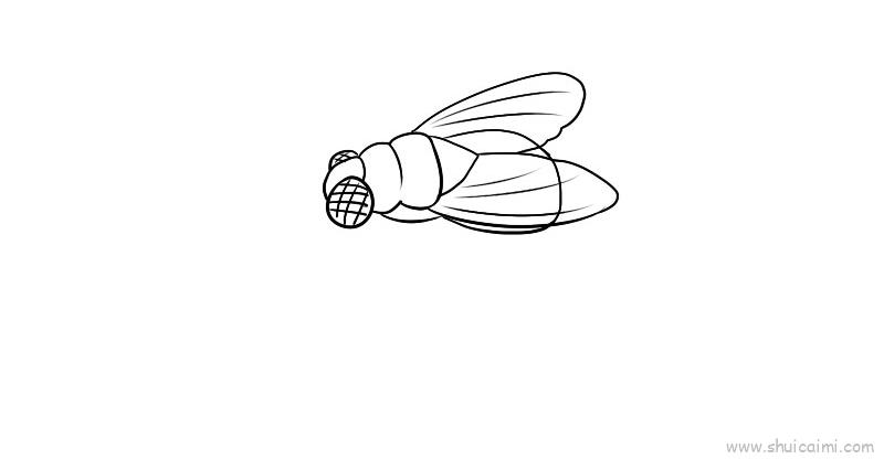 苍蝇的触角怎么画图片