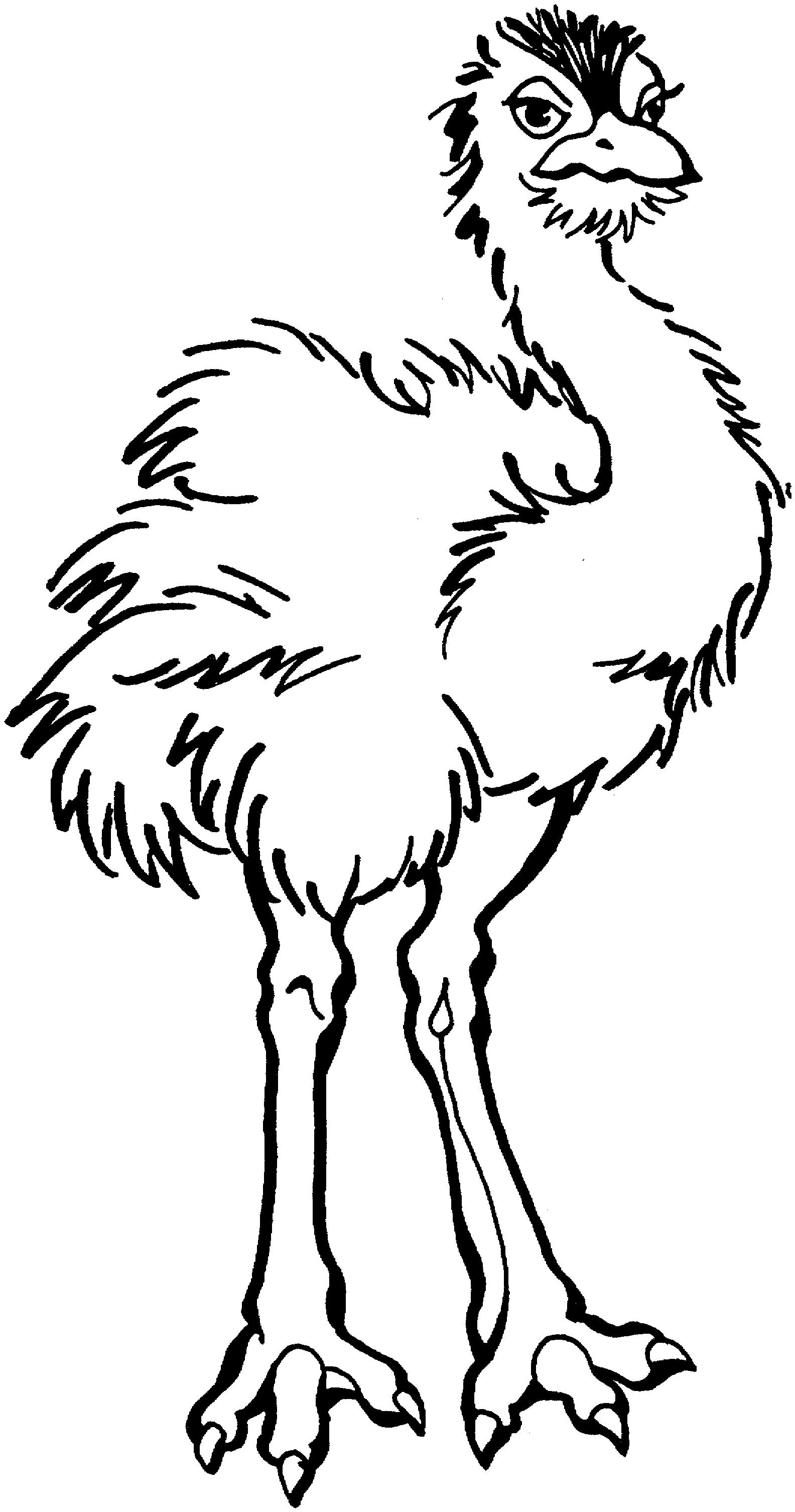 DIY简笔画大全卡通动物之鸵鸟简笔画的填色图 肉丁儿童网