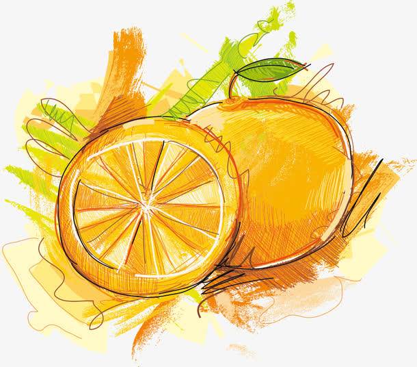 矢量手绘水彩橙子手绘水彩橙子