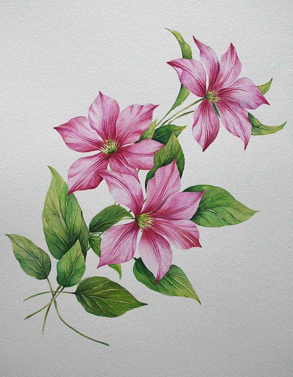 水彩花绘花卉水彩花朵的水彩画教程,大家一起来画吧!