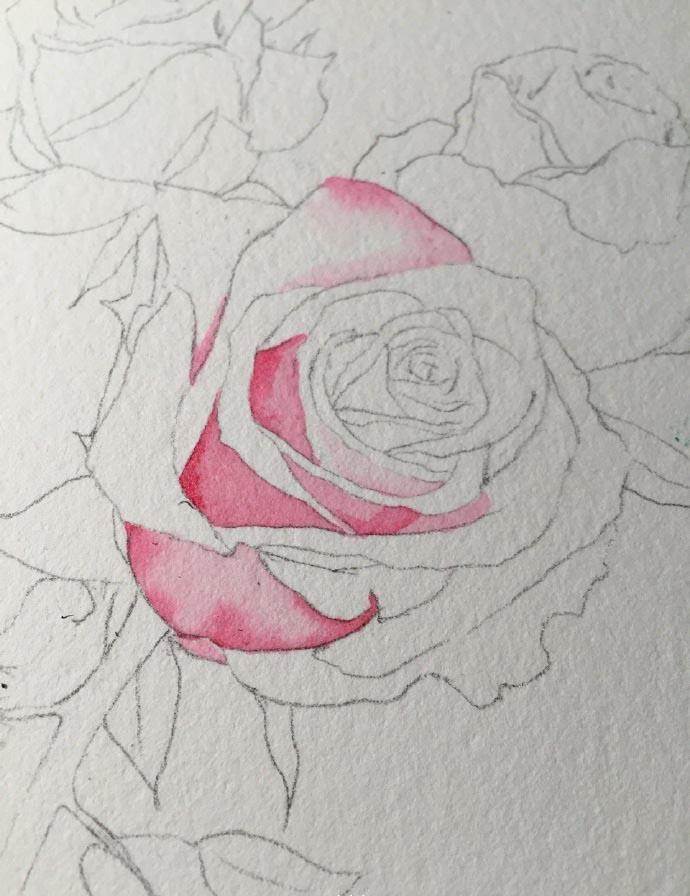 希望能满足您的需求,查找更多玫瑰花水彩画简单,玫瑰花水彩画教程简单
