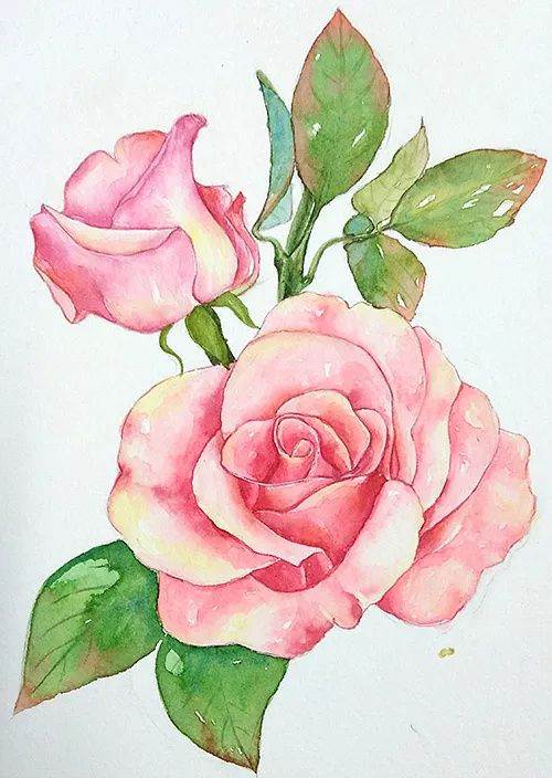 水粉玫瑰花的画法图片