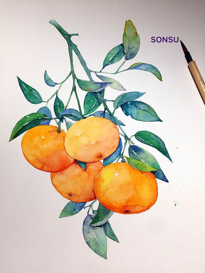 水彩画水果水彩画水果简单教程 第2页 水彩迷