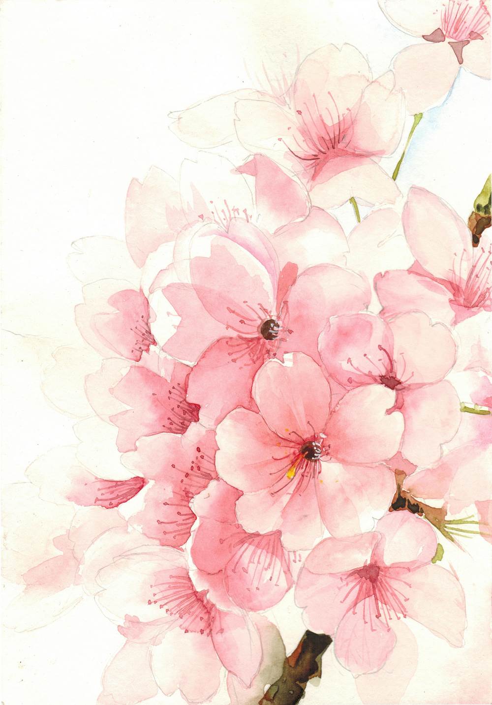 简单而又漂亮的水彩画樱花水彩樱花树的画法