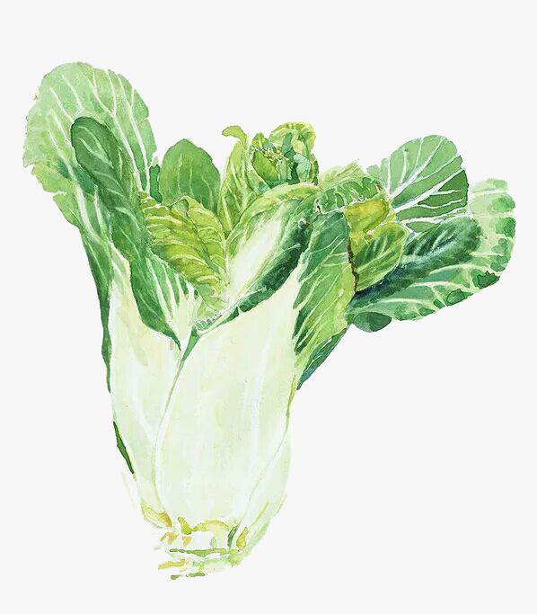 小清新水彩手绘免扣素材白菜卡通一颗水彩大白菜水彩卡通大白菜蔬菜
