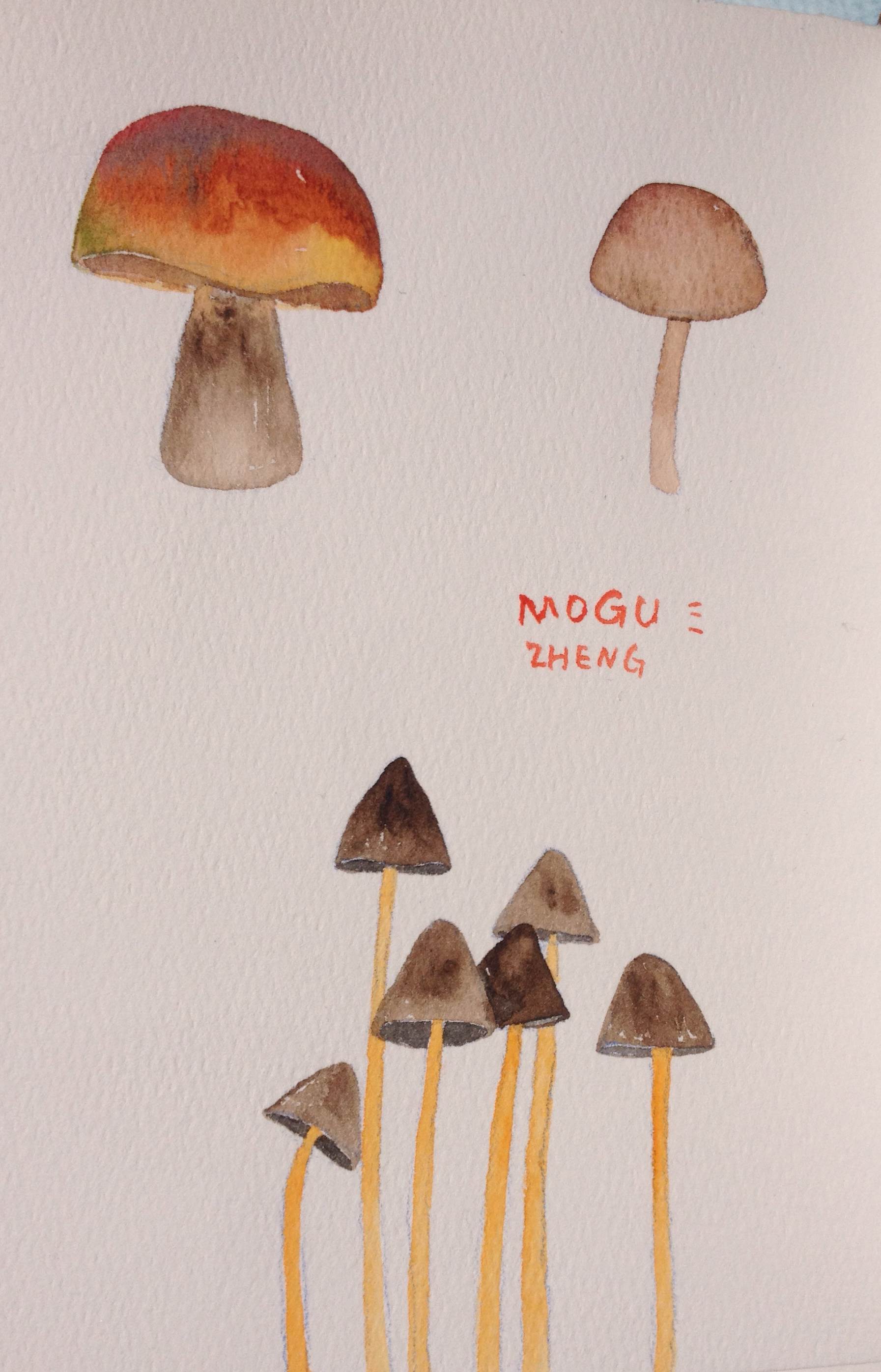 蘑菇水彩画 蘑菇水彩画大全图片