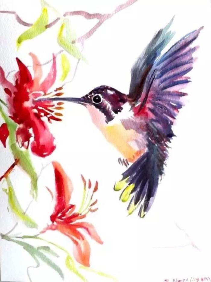鸟水彩画简单鸟的水彩画