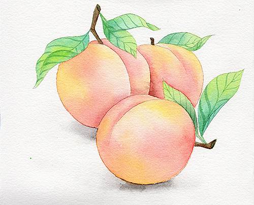 水彩画简单水果水彩画简单水果教程 水彩迷