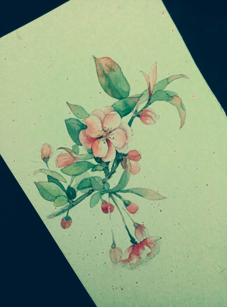 海棠花简笔画 颜色图片