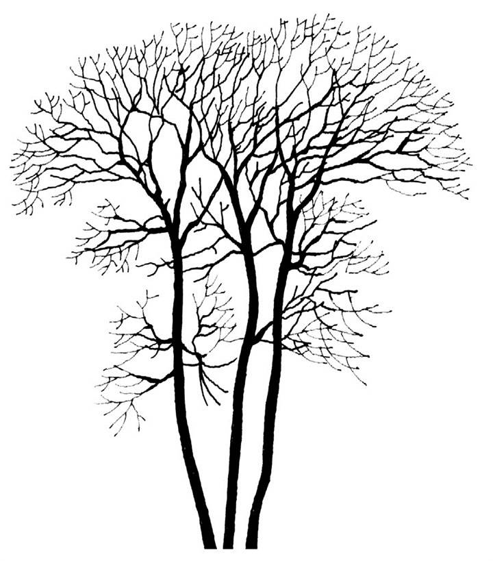 冬天枯树简笔画图片