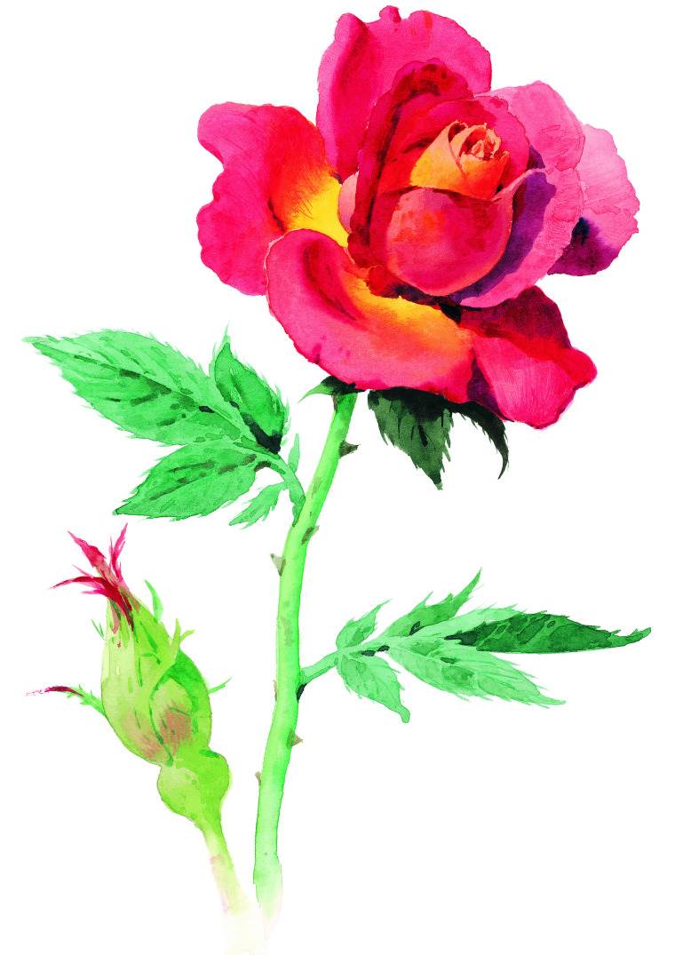 玫瑰水粉画玫瑰水粉画法步骤图片