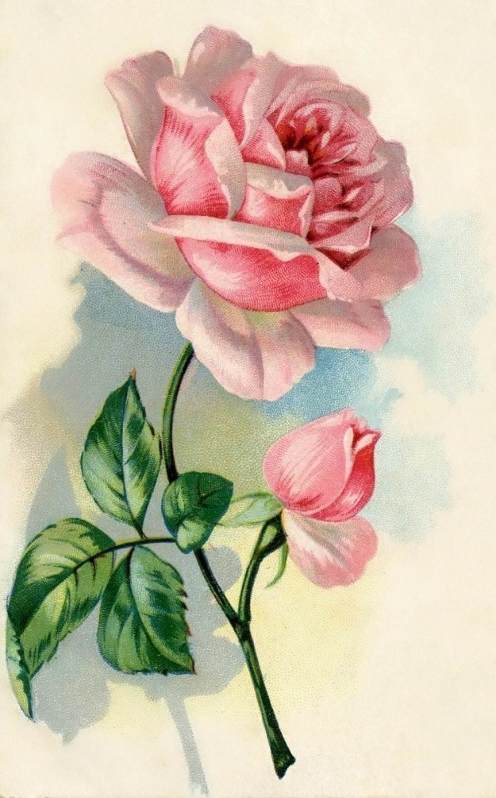 插画手绘碎花花植物玫瑰手机壁纸水粉画水彩复古水粉画花水粉画花朵