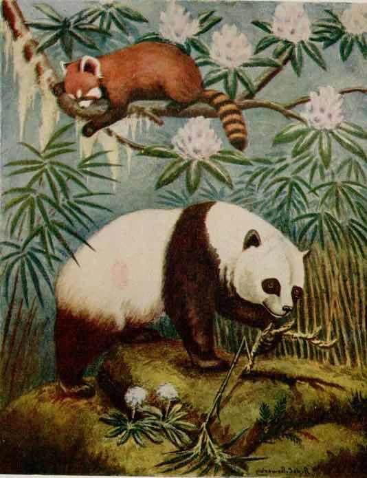 水粉画熊猫水粉画熊猫吃竹子
