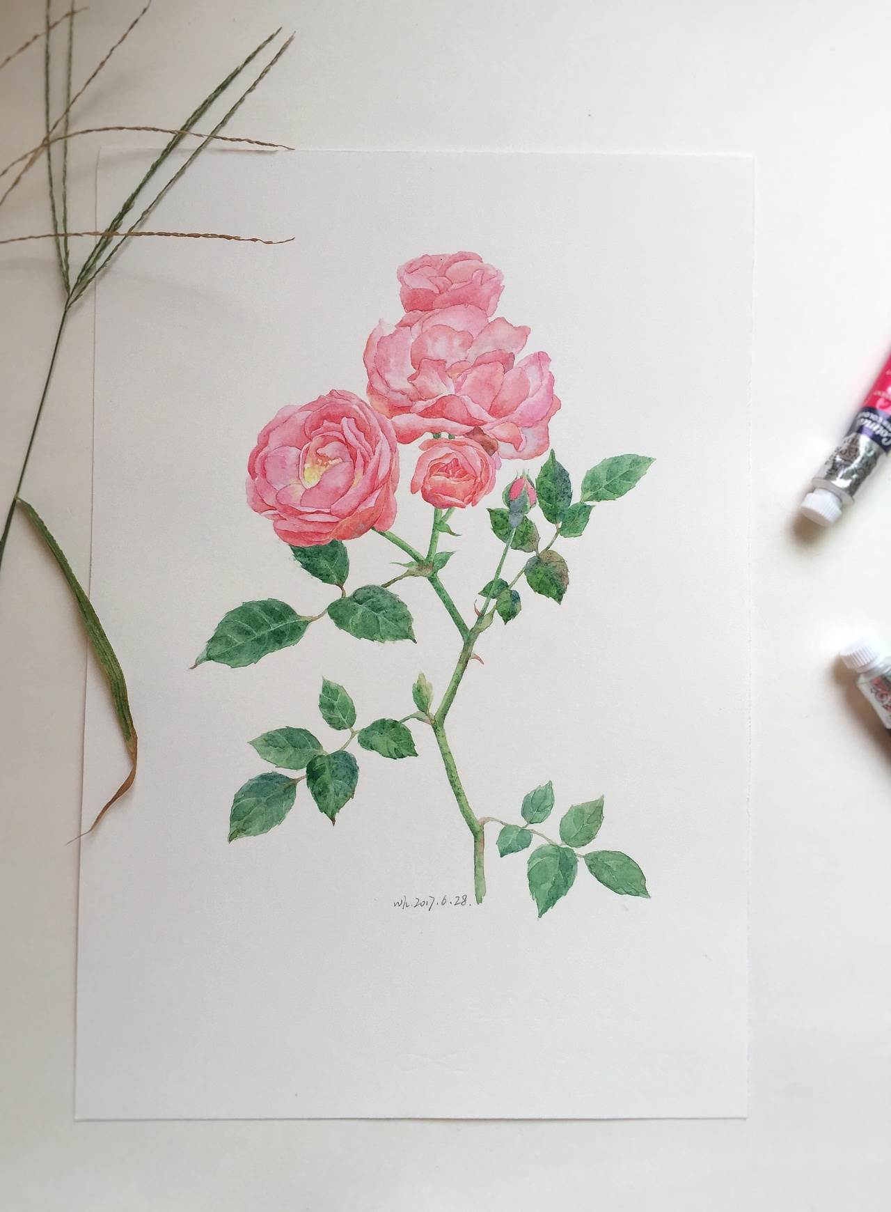 丙烯蔷薇花画法图片