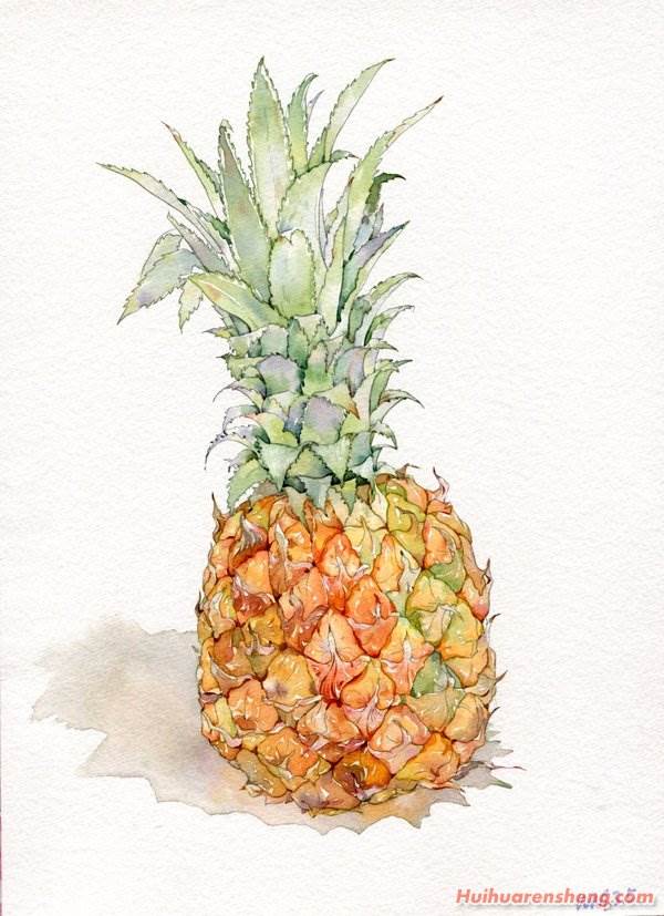 菠萝水彩画菠萝水彩画简单
