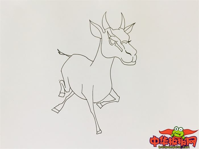 藏羚羊简笔画可爱图片