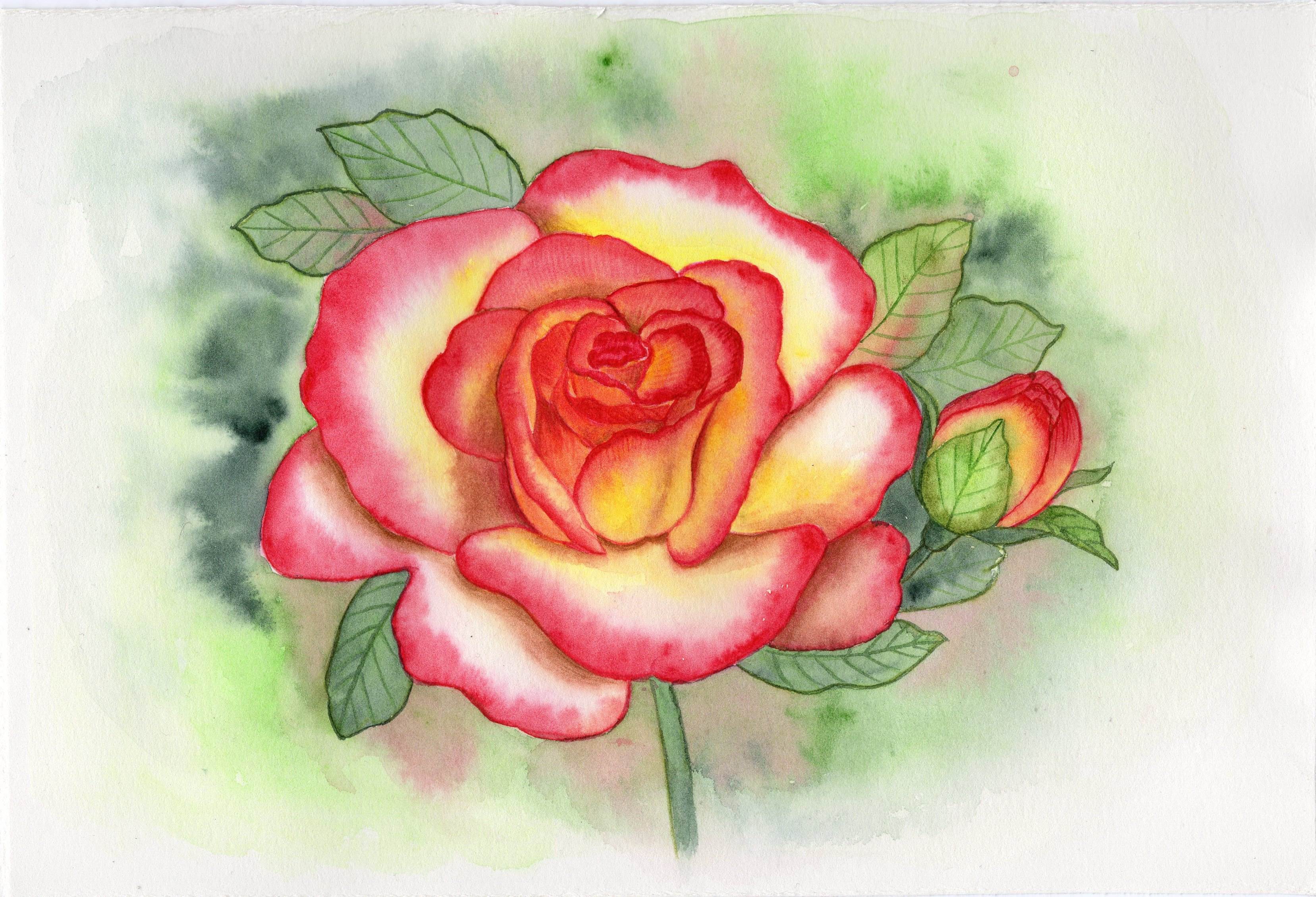 临摹水彩玫瑰娇艳美丽一组水彩玫瑰花欣赏satthahomsawat用水彩笔画了