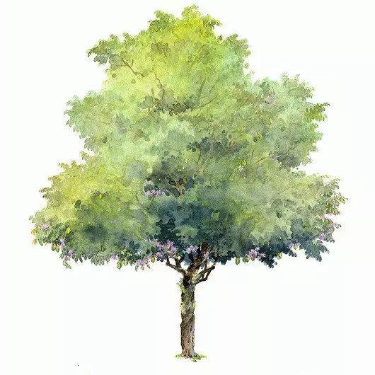 树怎么画水彩树怎么画水彩笔
