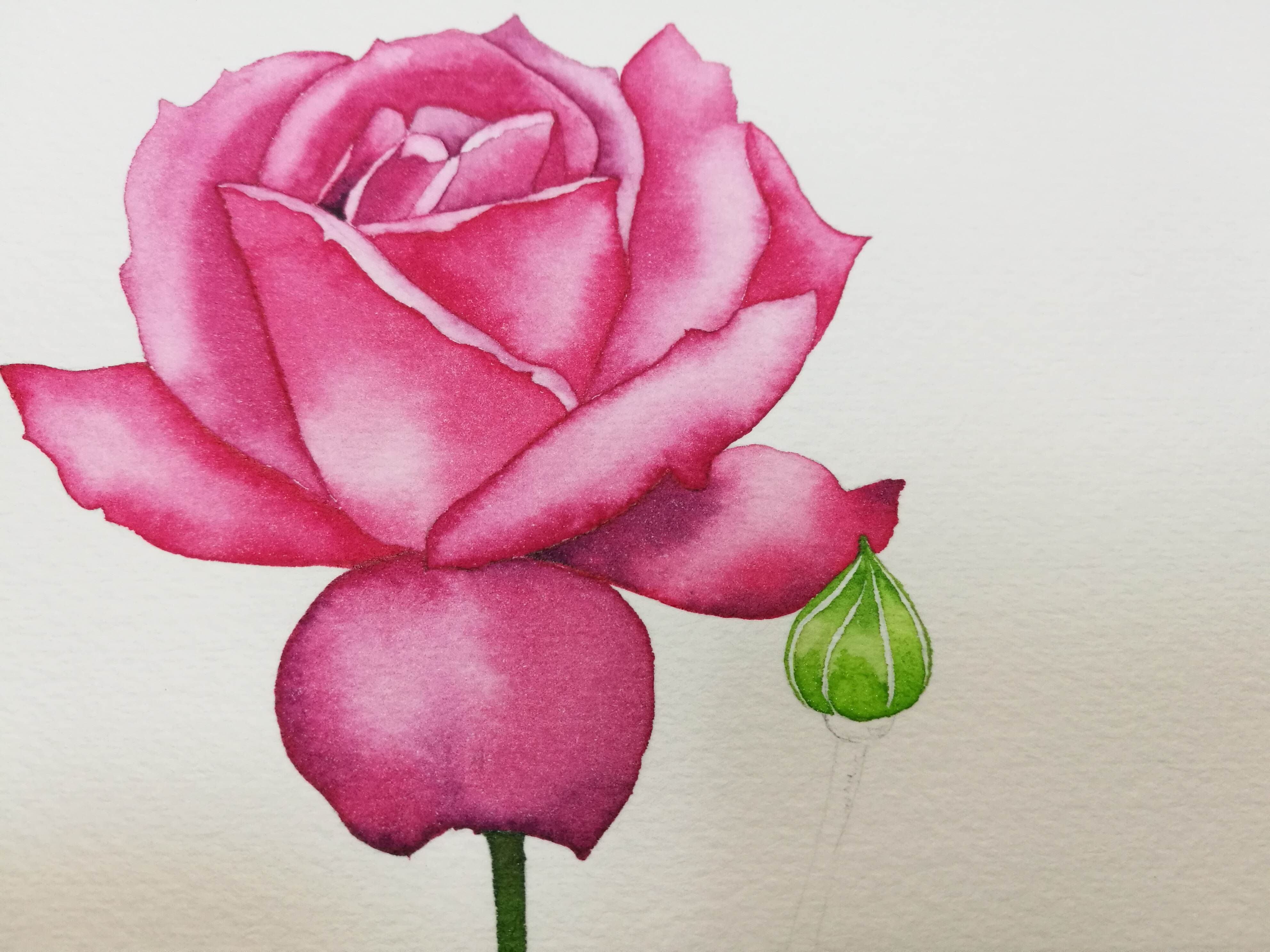 复杂玫瑰花的画法图片