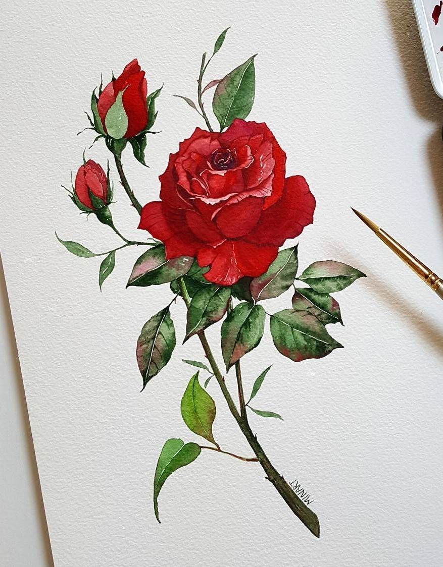 水彩画玫瑰简单图片