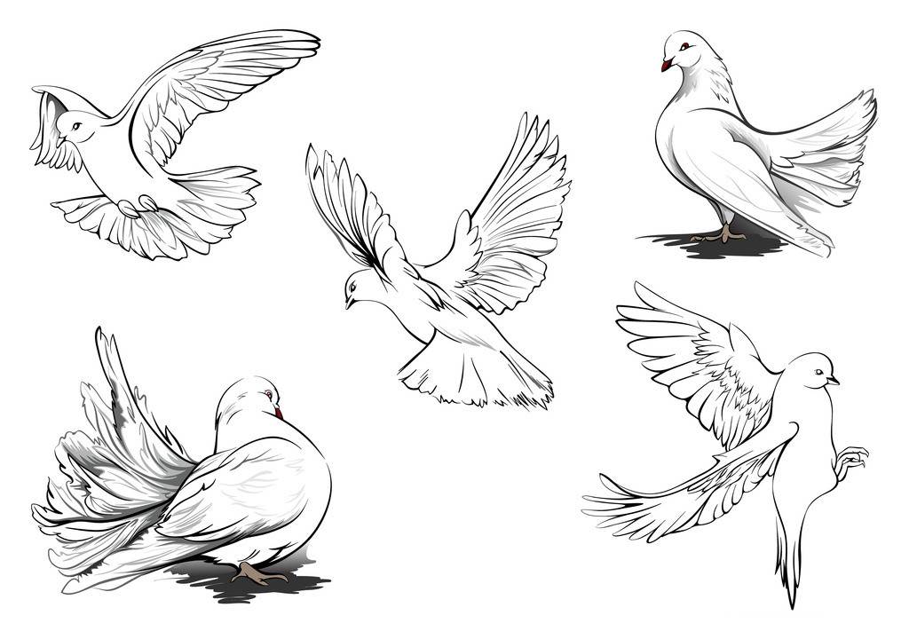 和平鸽手绘画法图片