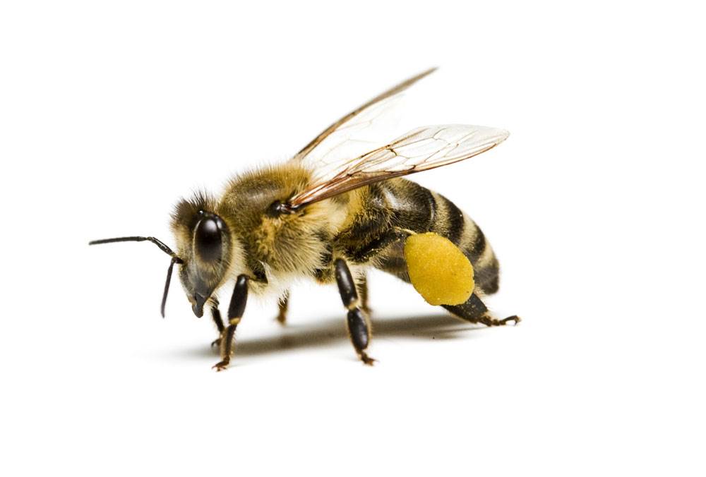 蜜蜂图片真实身体图片