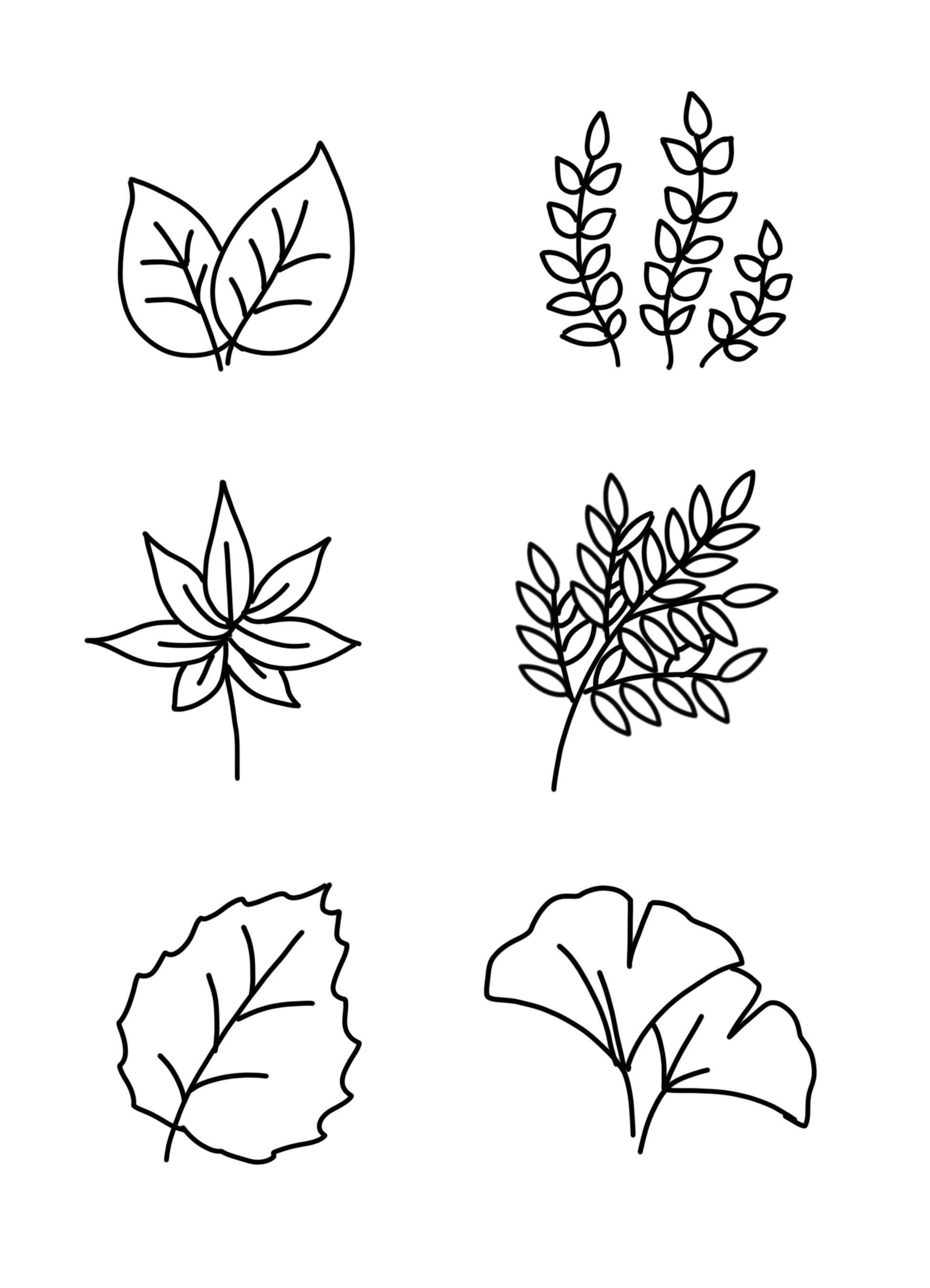 各种各样的植物叶子简笔画图片大全