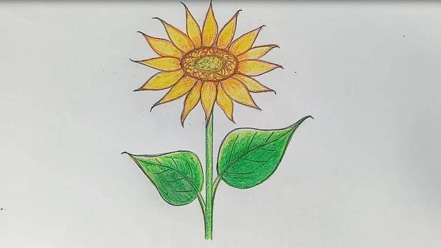 三年级太阳花怎么画图片