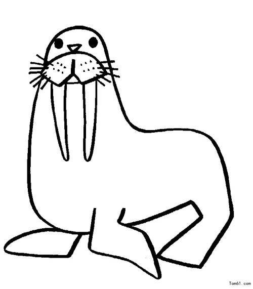 卡通海狮简笔画图片