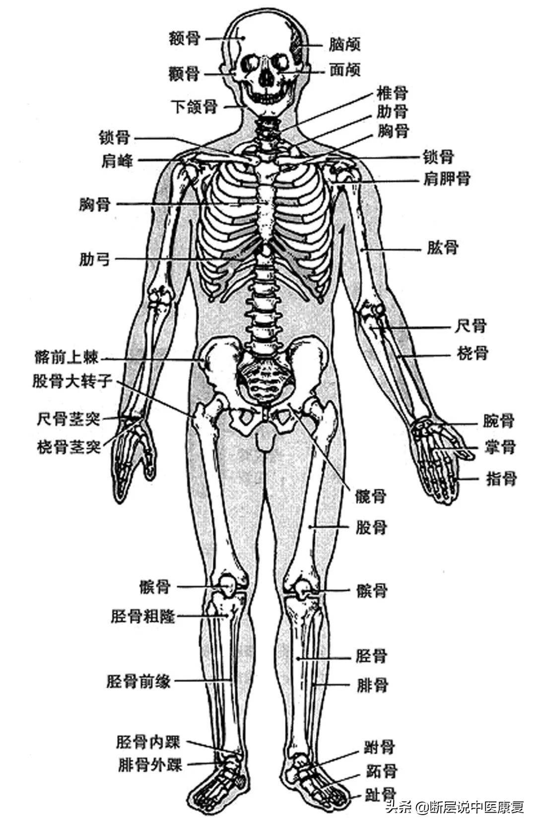 人体骨骼图人体骨骼结构图人体骨骼解剖图人体骨骼结构图正面观