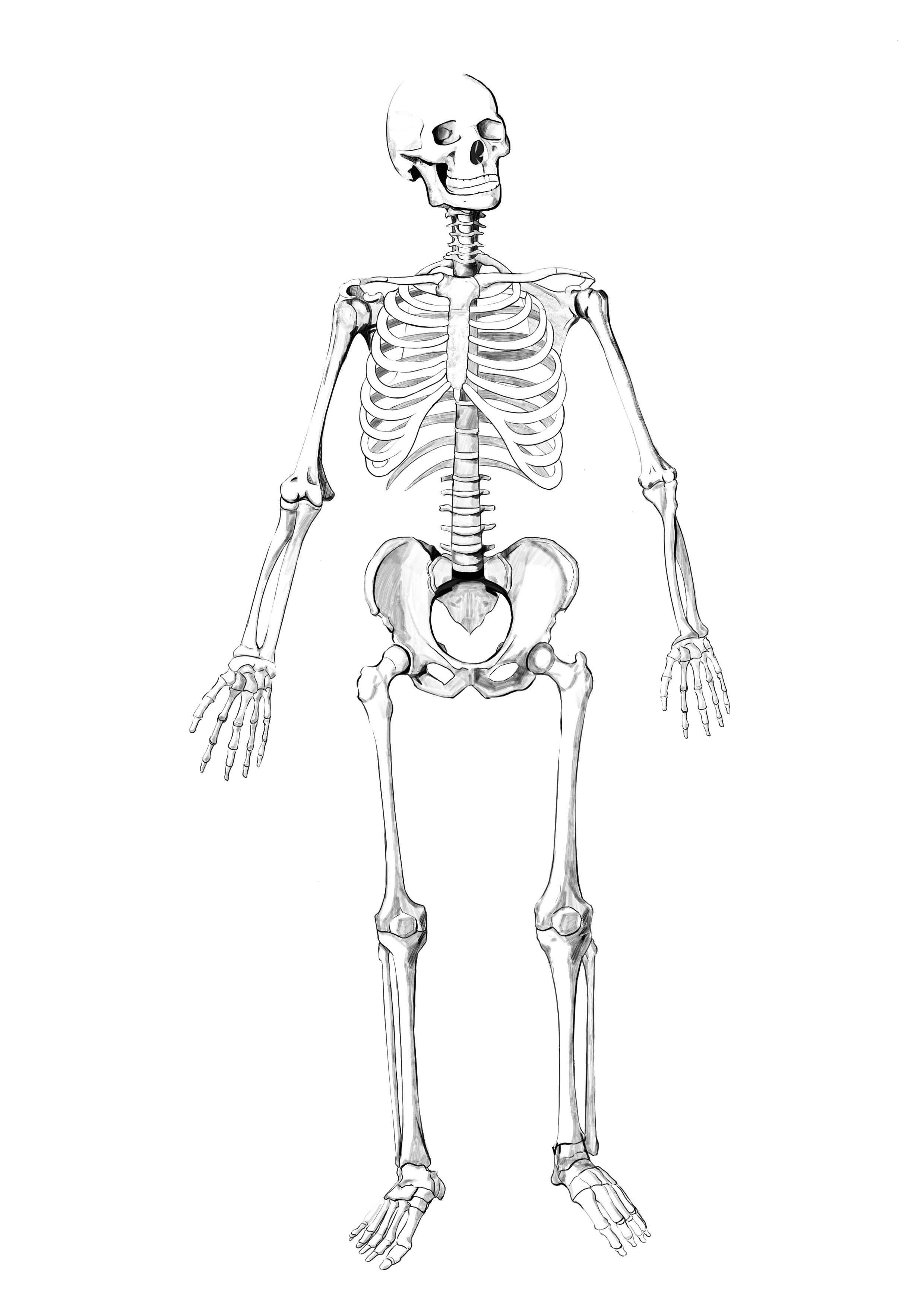 人体骨骼图简笔画全身图片
