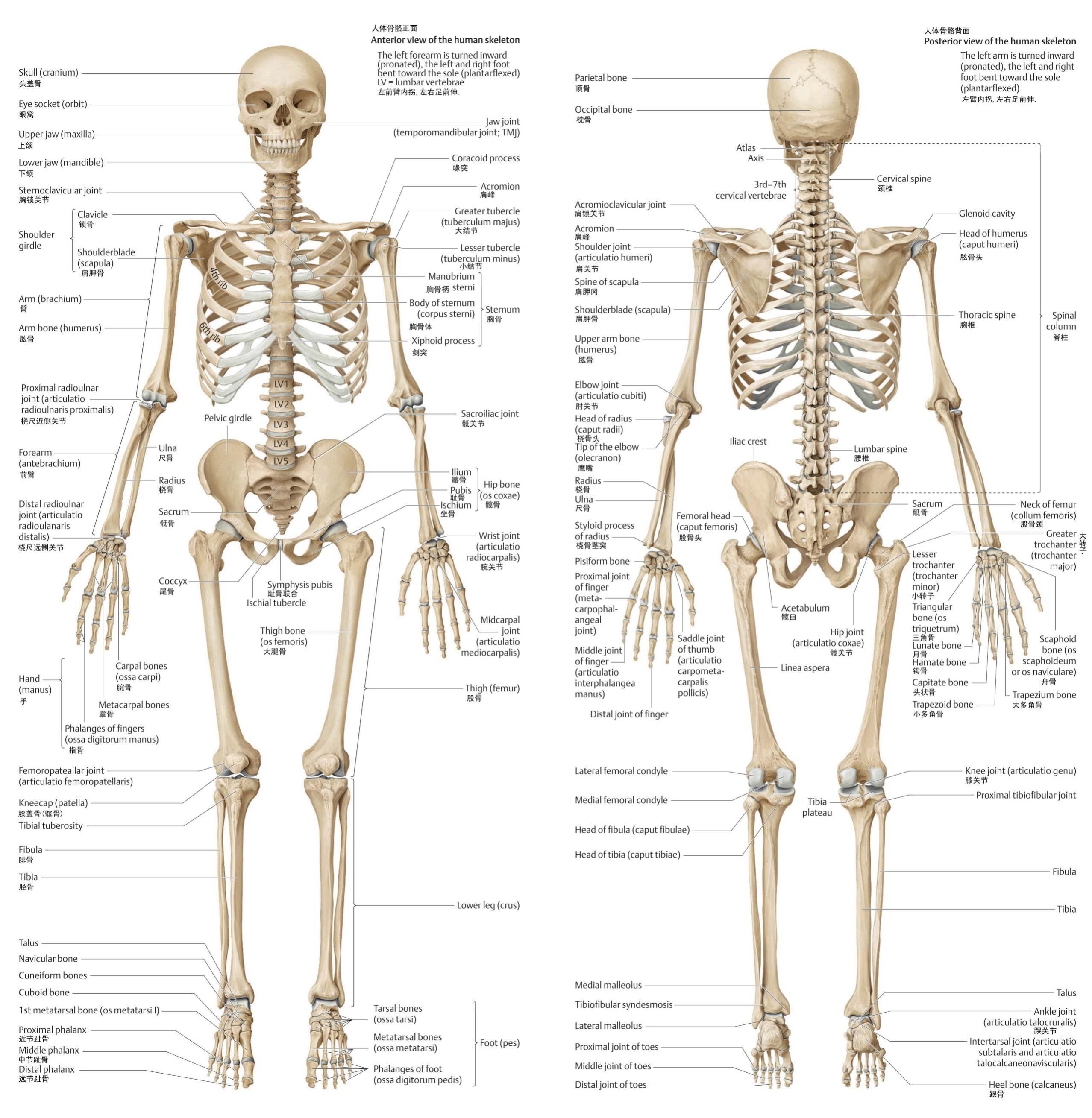 人体骨骼结构图人体骨骼结构图名称
