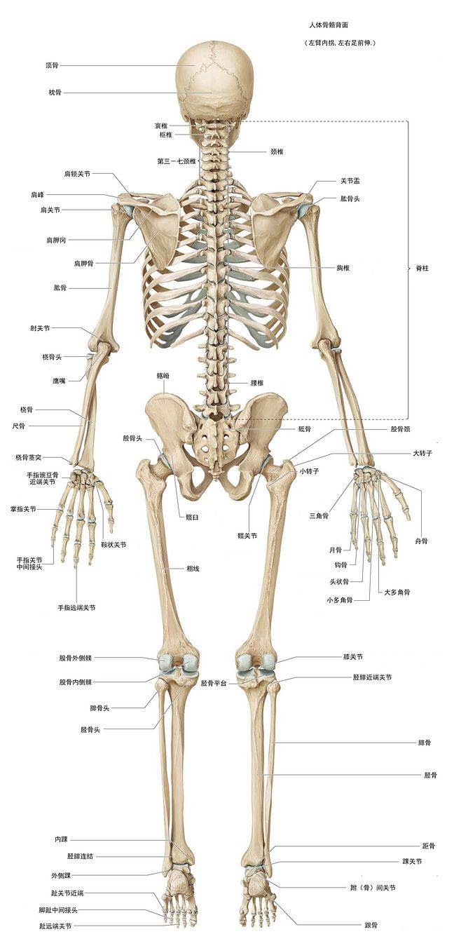 人体背部关节的结构图图片
