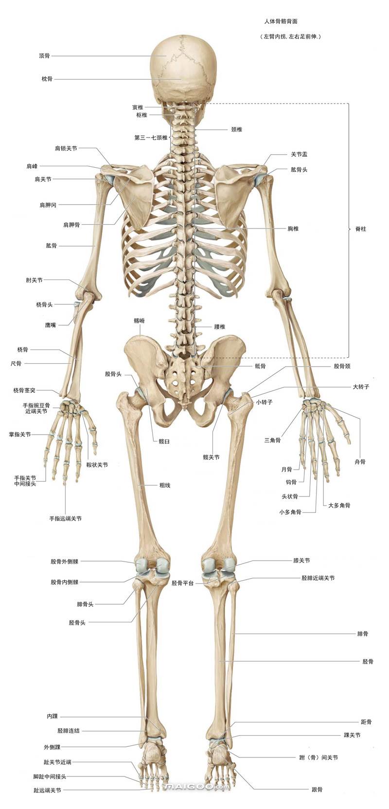 骨骼基本形设计图图片