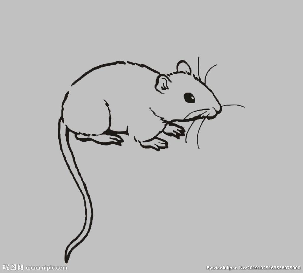 老鼠画法 简单图片