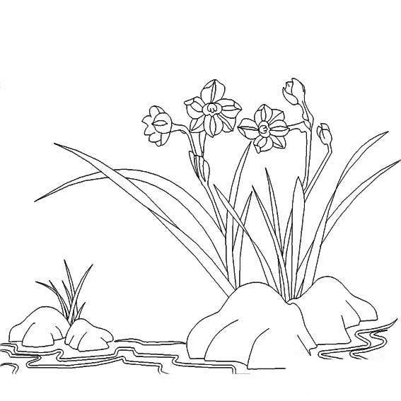 水仙花种球简笔画图片