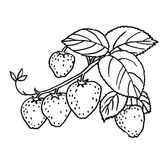 草莓的简笔画简单图片