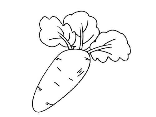 水萝卜简笔画卡通图片图片