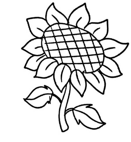 简单易学的向日葵简笔画教程大全向日葵怎么画