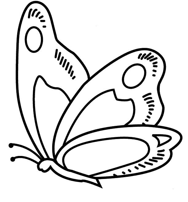 蝴蝶的简笔画法图片图片
