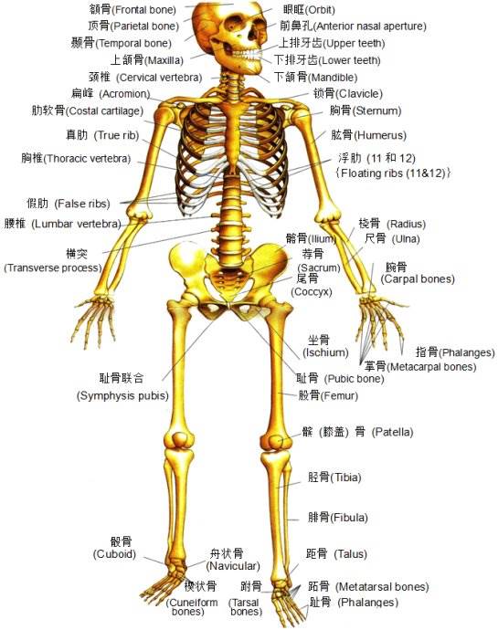 人体骨头206块结构图图片