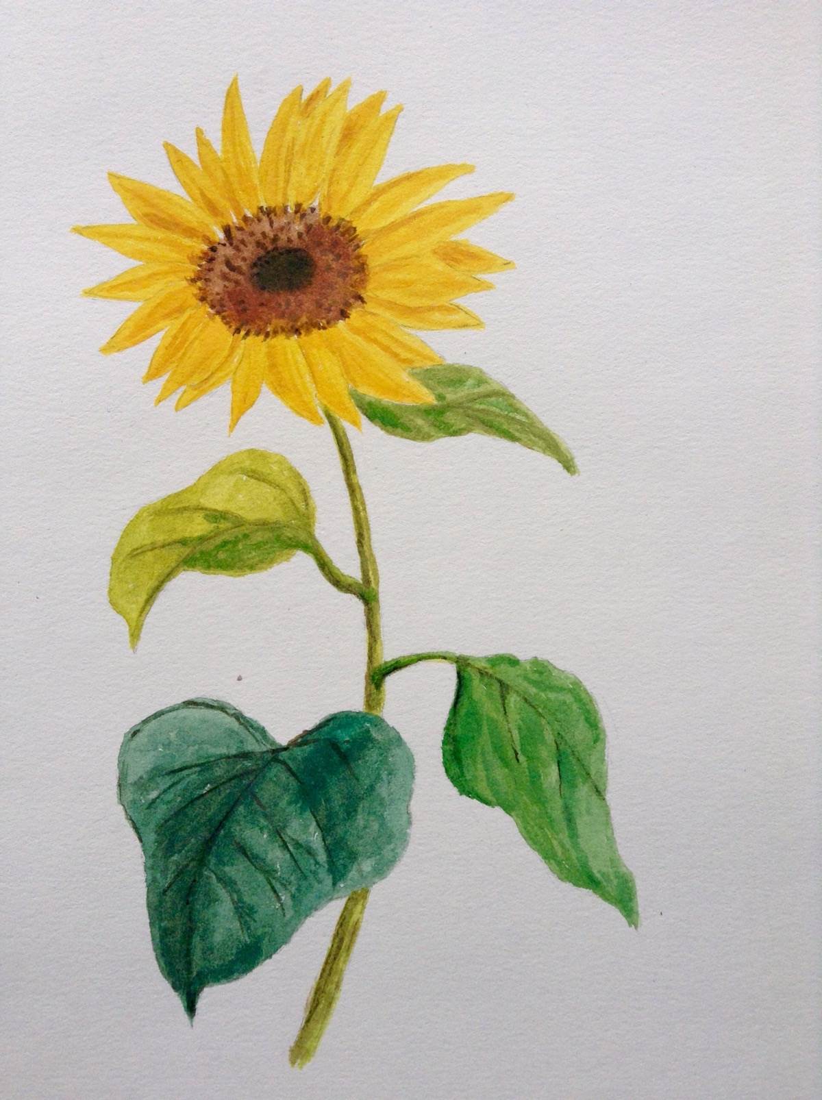 手绘卡通向日葵手绘向日葵图片唯美手绘向日葵