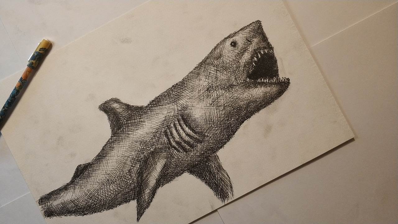 史前巨齿鲨怎么画图片