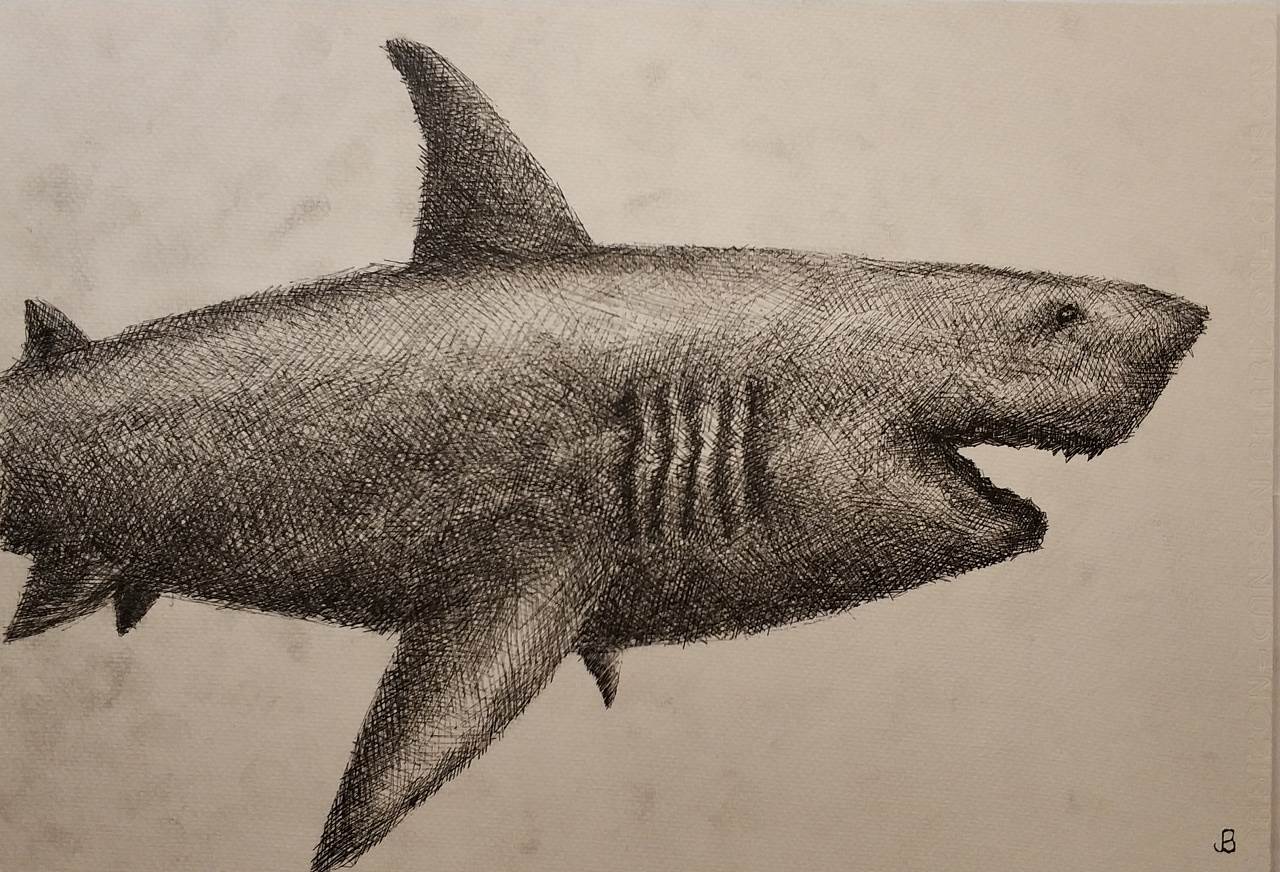 简单的巨齿鲨怎么画图片